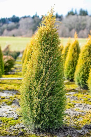Можжевельник обыкновенный Голд Кон | Ялівець звичайний Голд Кон | Juniperus communis Gold Cone